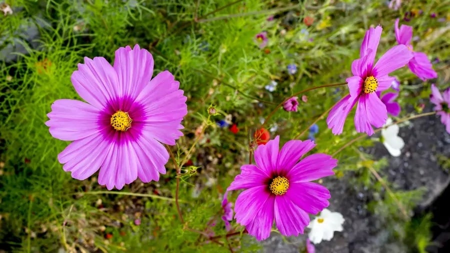 cosmos-fucsia_72c8c1d5_1806525791_250407070742_900x506