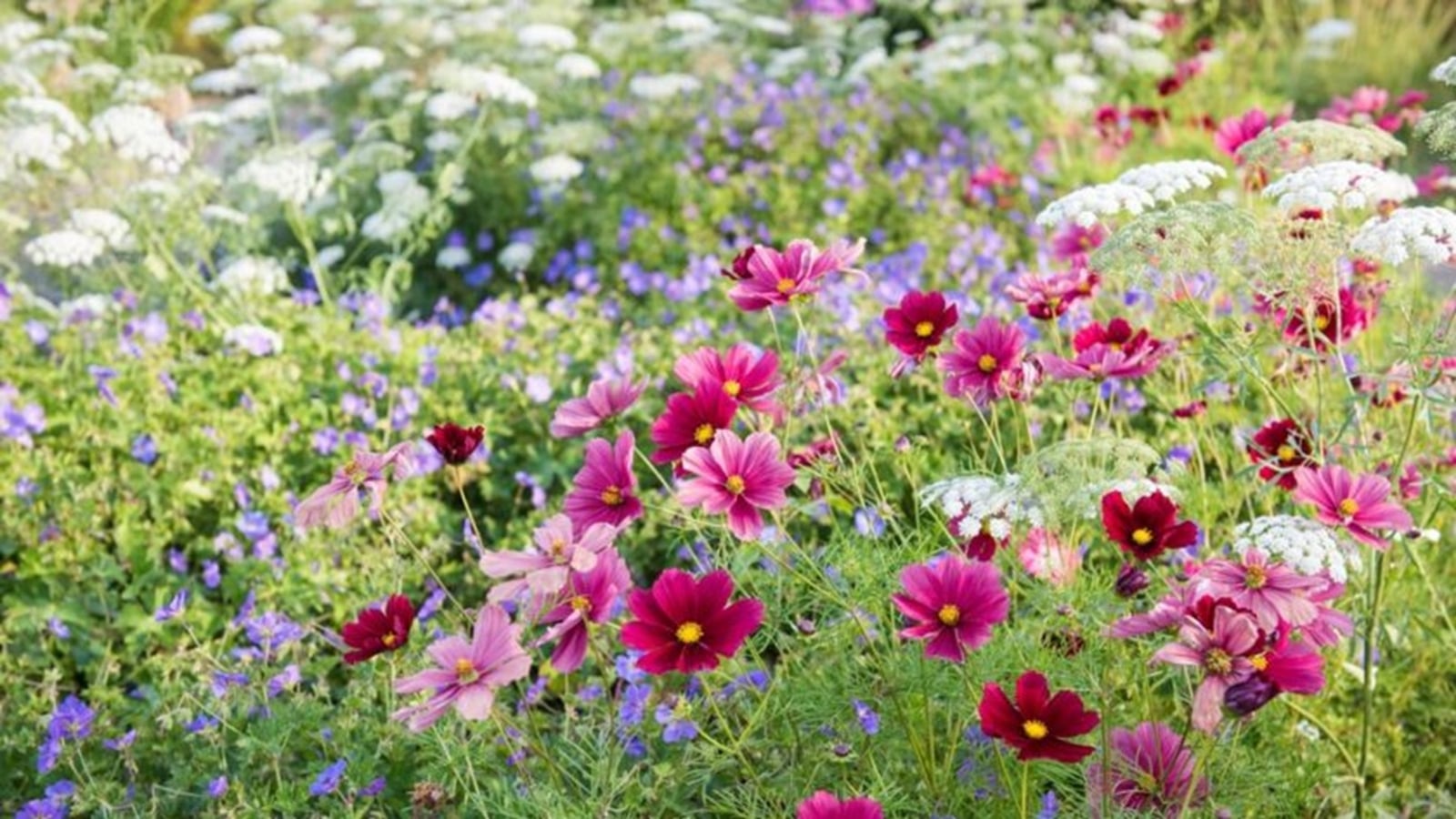 Cosmos2Bbipinnatus2B2527Rubenza25272By2BAmmi2Bmajus2B2527Graceland2527Country2BGarden2Bin2BSummer2BRHS2BGarden2BWisley2BJK2B1000px-840x473