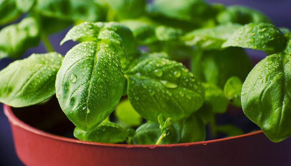 albahaca 3