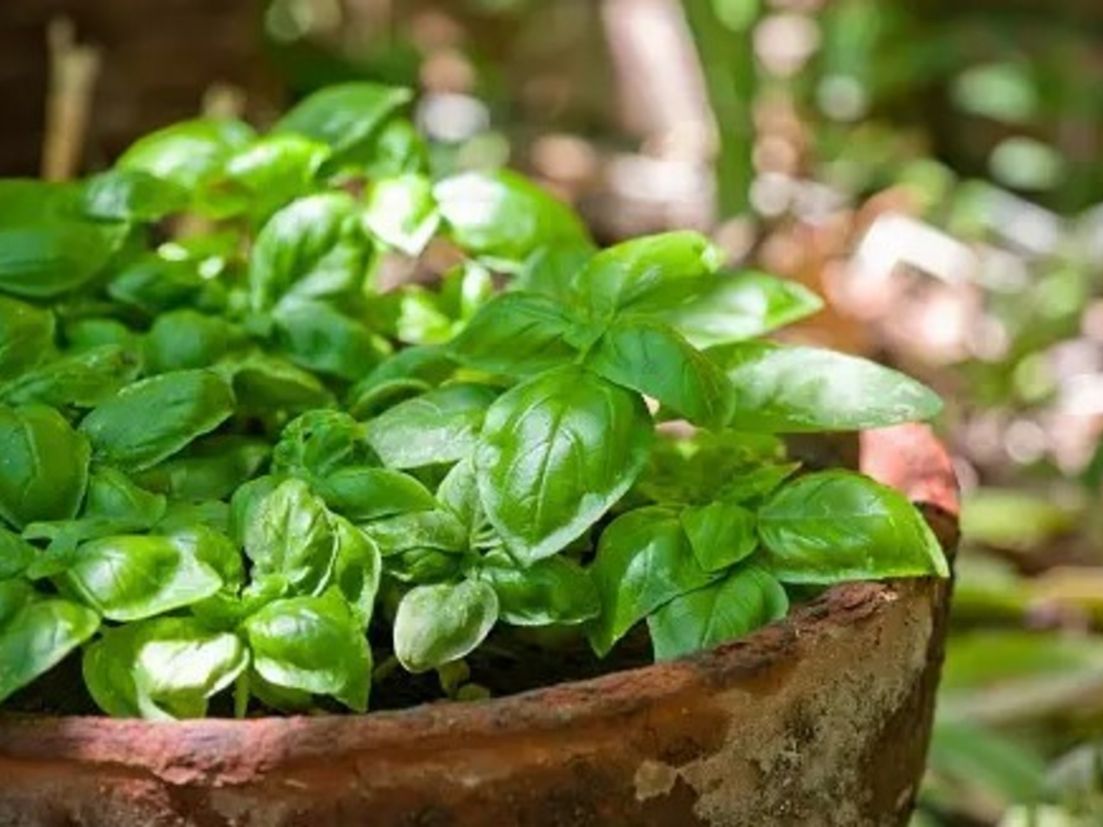 albahaca