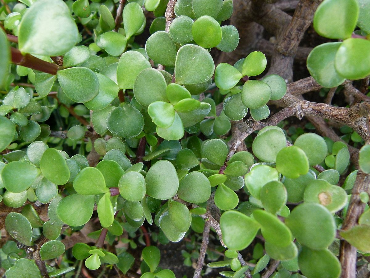 Portulacaria_afra_02
