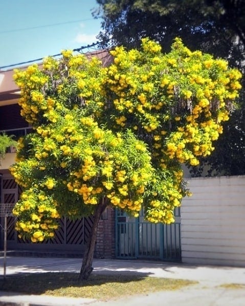 Arboles 3