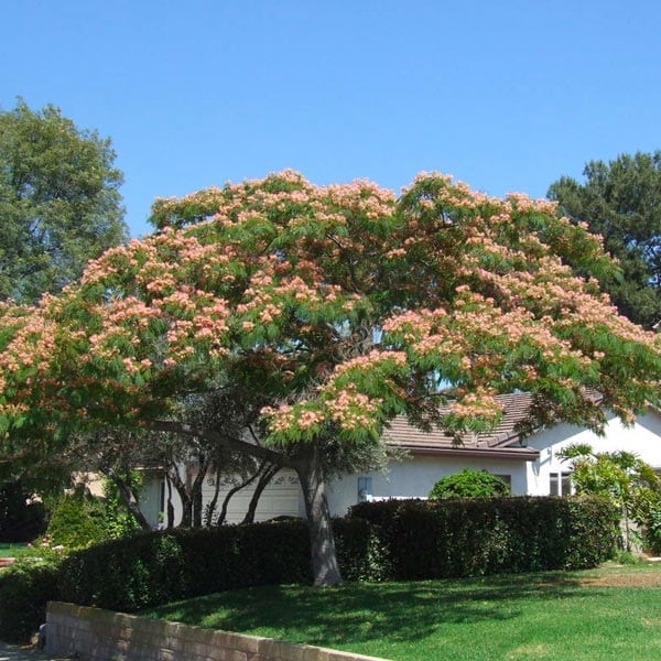 Arboles 4