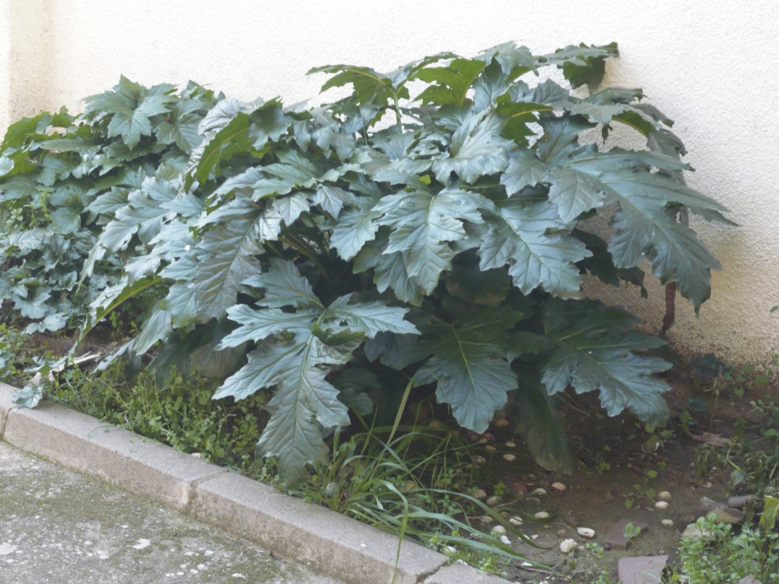 Planta 1