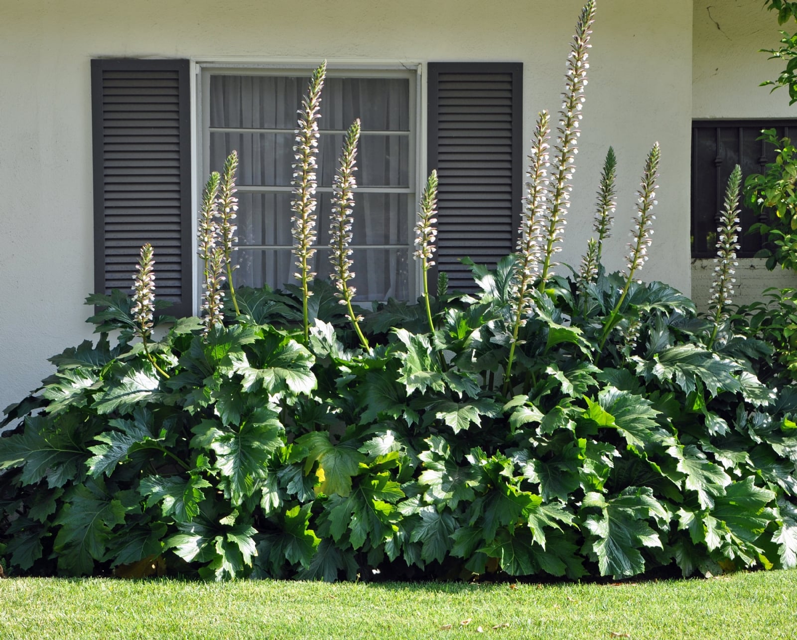 Planta