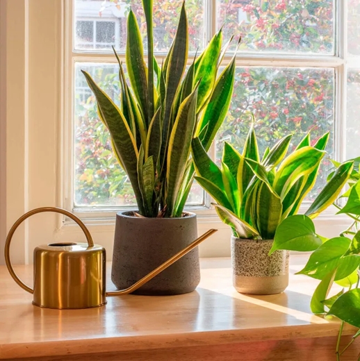 sansevieria 2