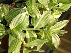 Tradescantia.albiflora.(fluminensis)