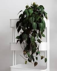 images (25)