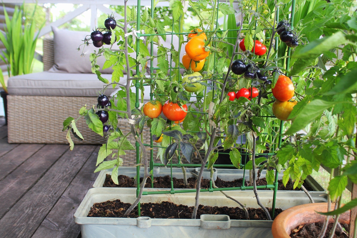 huerta 3