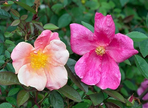 rosa mutabilis 1
