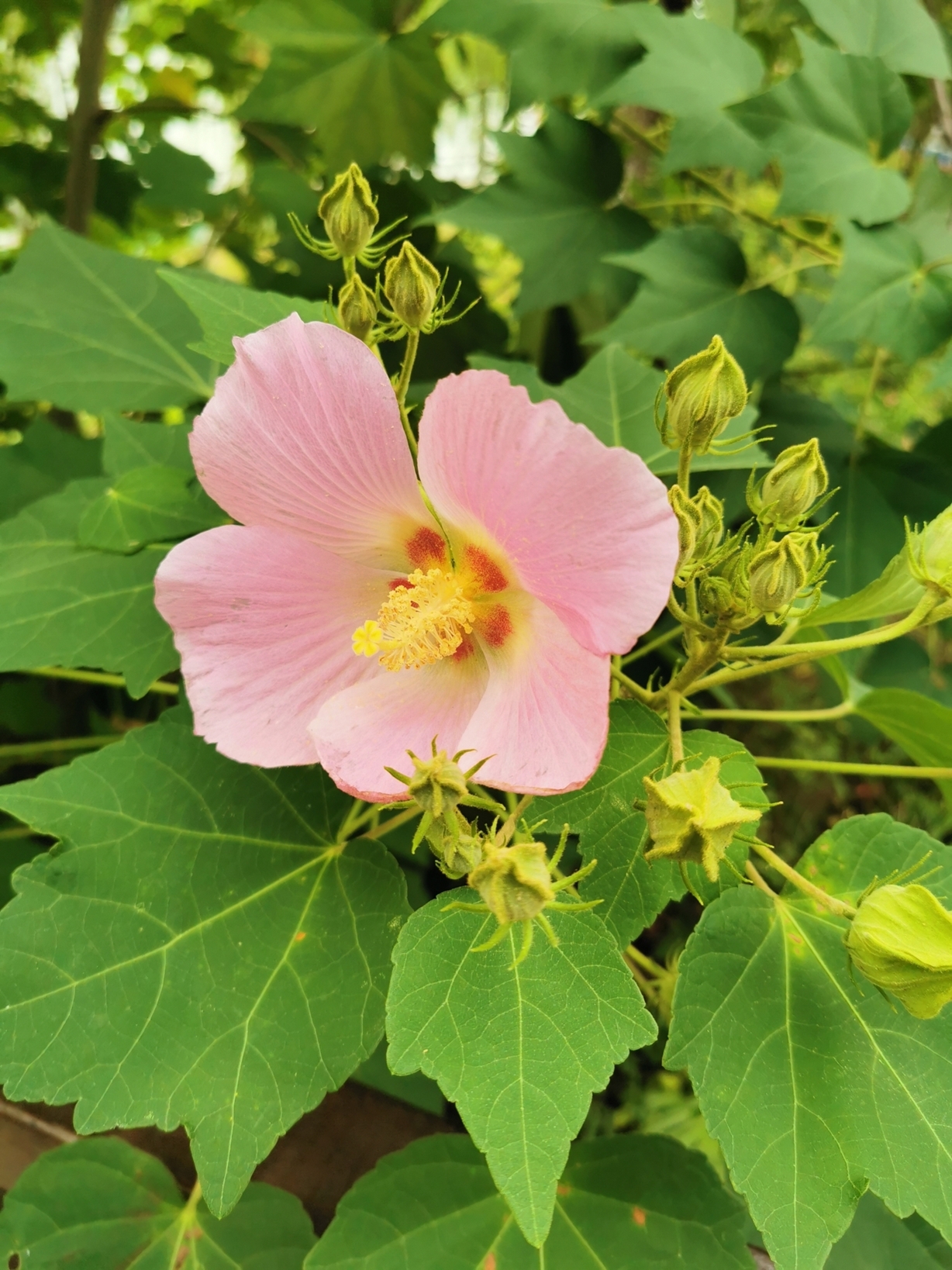 rosa mutabilis 2