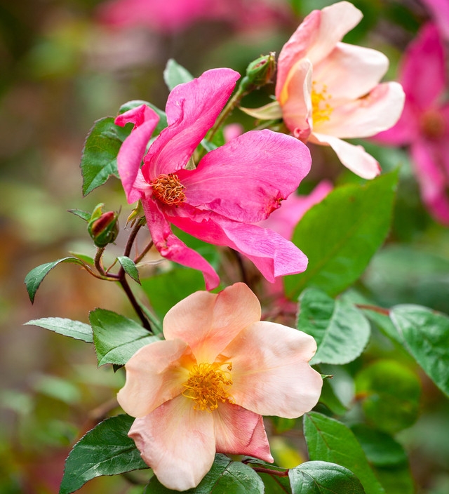 rosa mutabilis 3