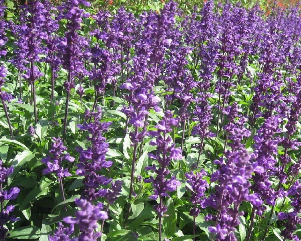 salvia-oficinalis-c-12