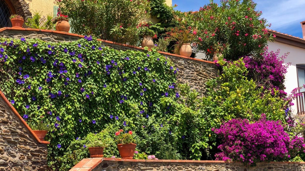 Plantas