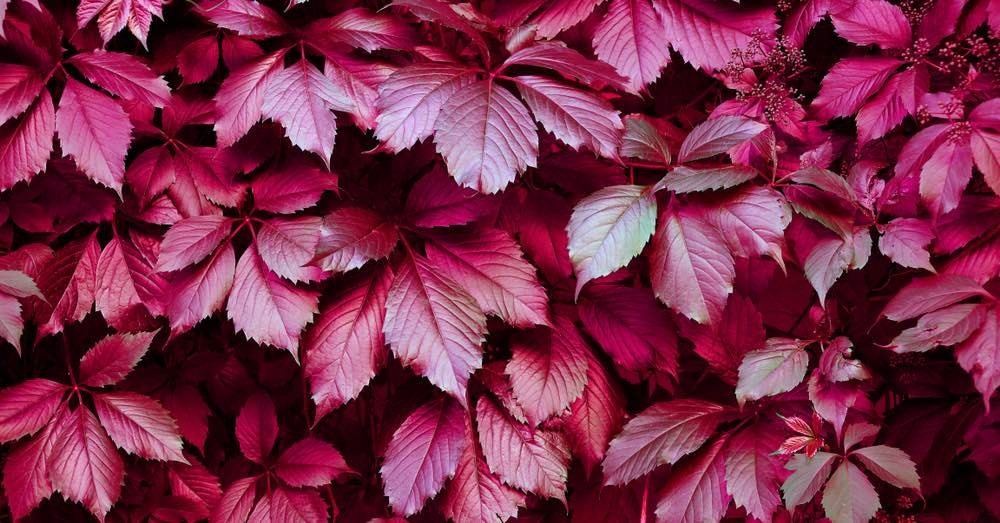 plantas2 verdecora