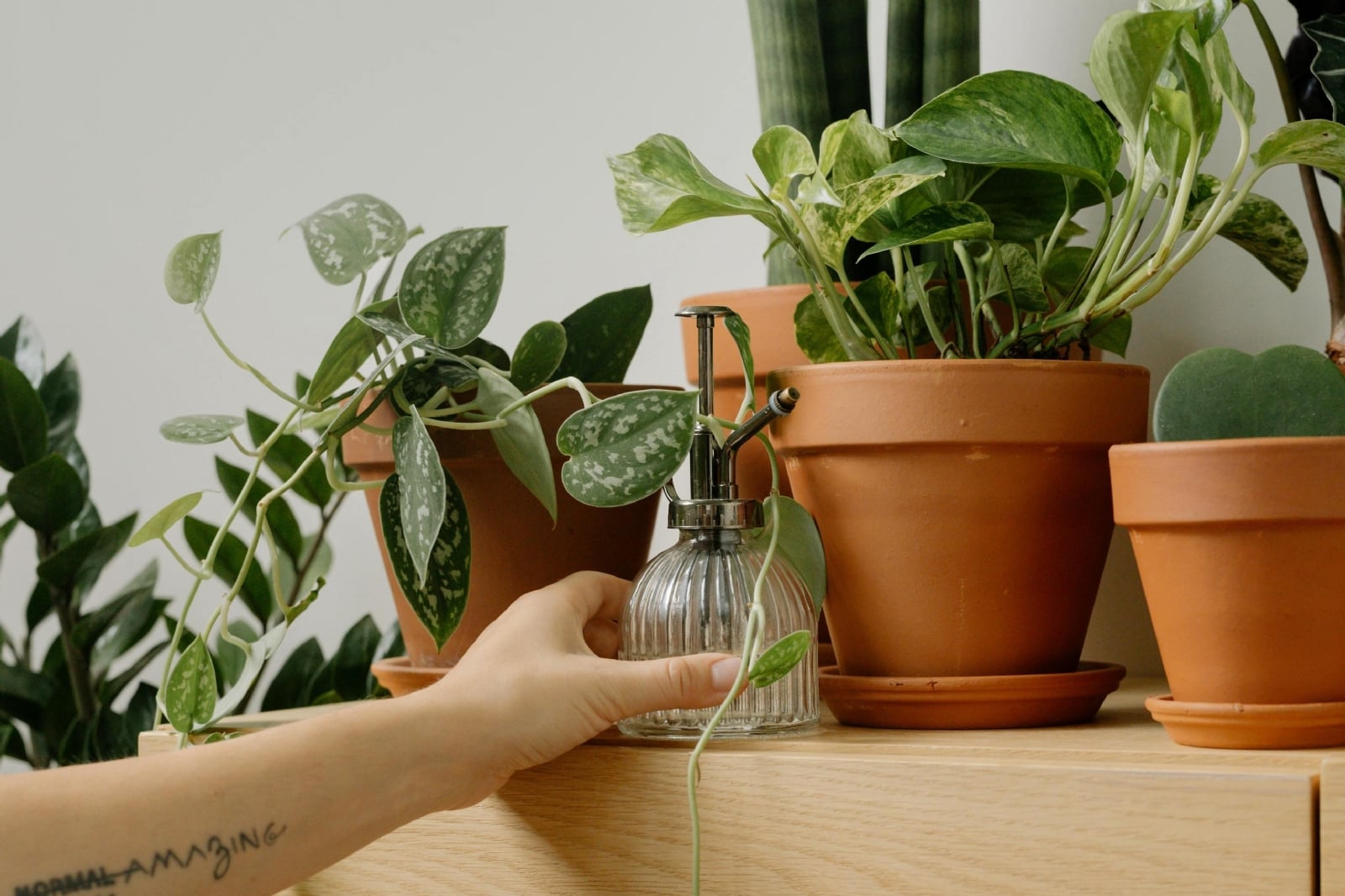 Plantas