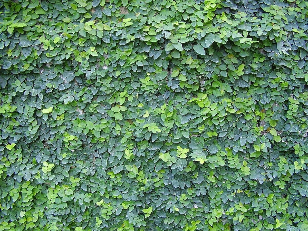 Ficus_pumila