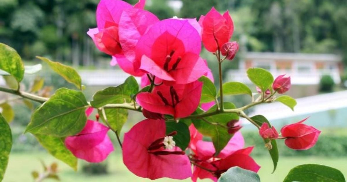 plantas1
