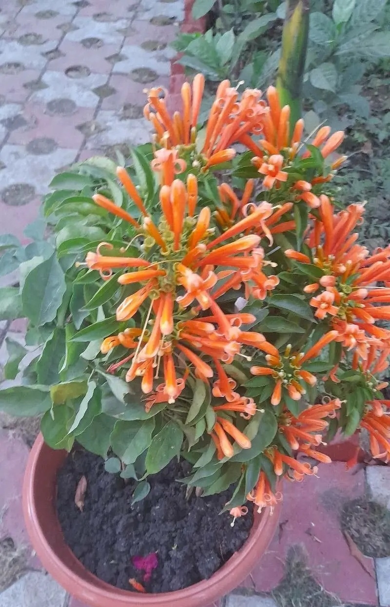 Planta 3