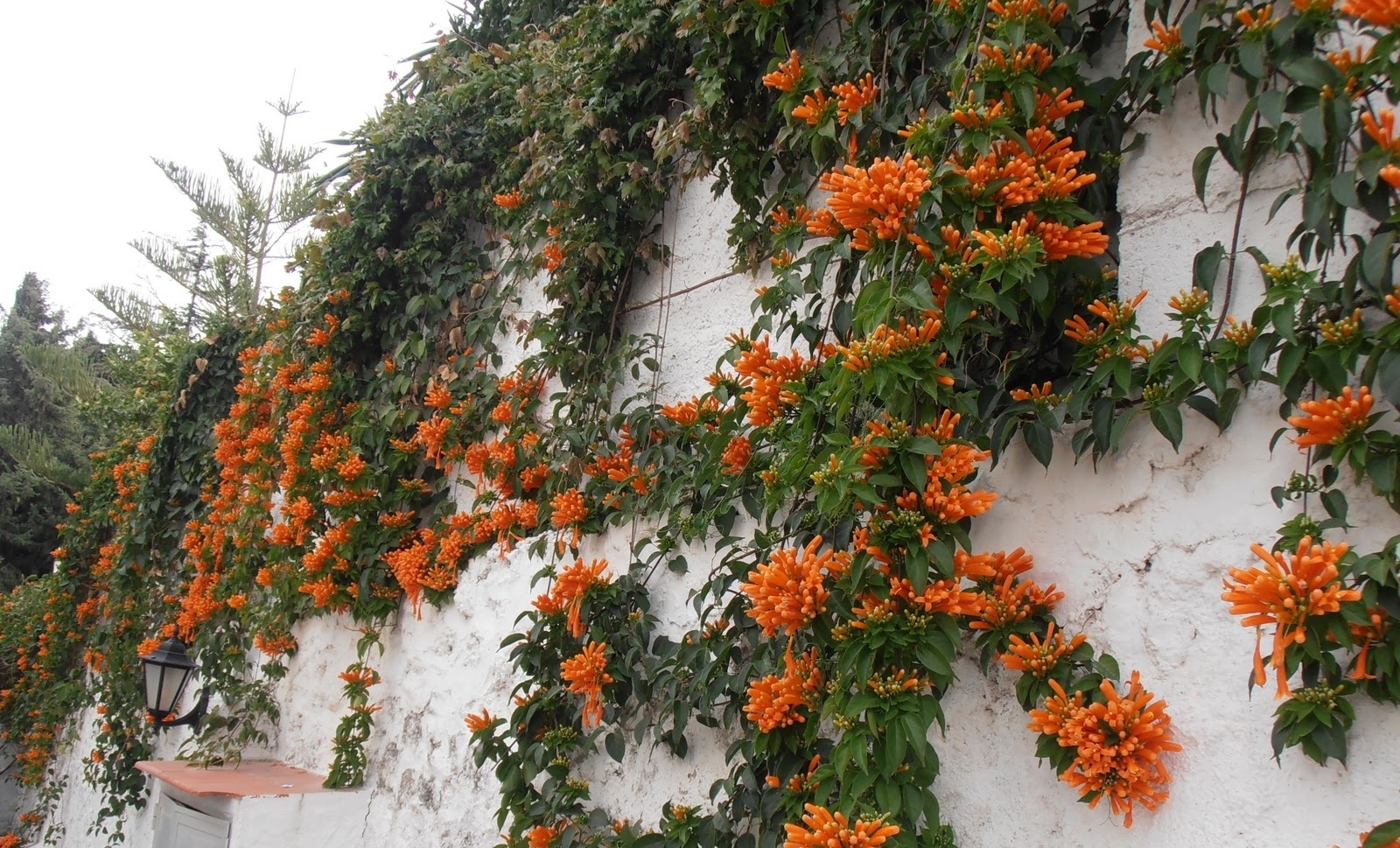 Planta 4