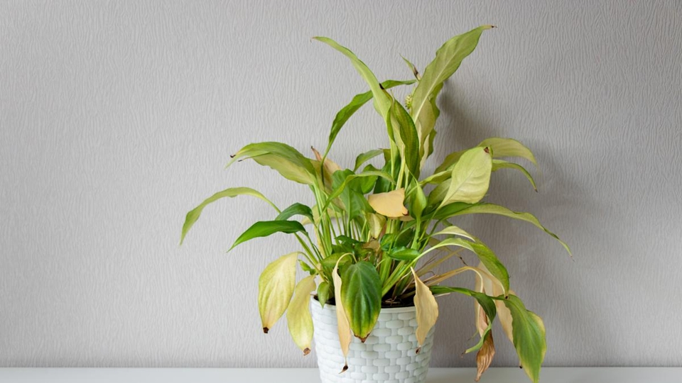 puntas secas plantas 1