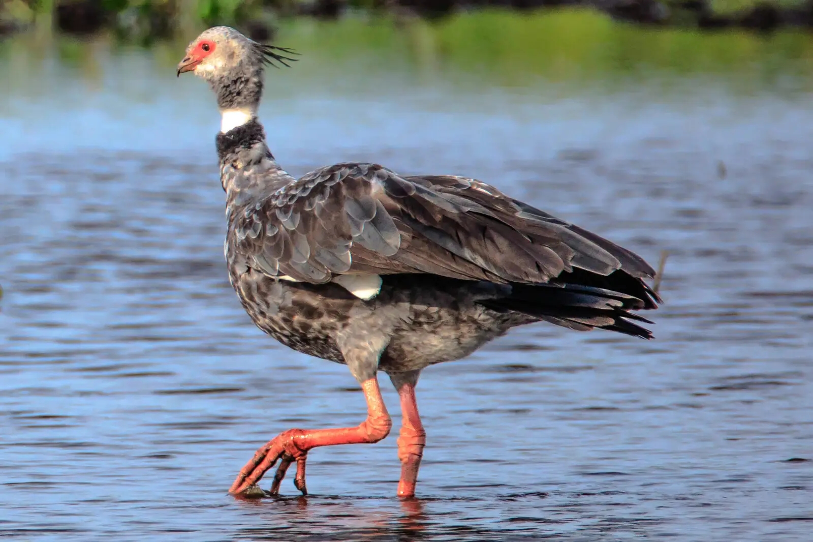 at-possa-da-londra-in-the-brazilian-patanal-28105m29-the-weird-looking-southern-screamer-28chauna-torquata29-282421380734429