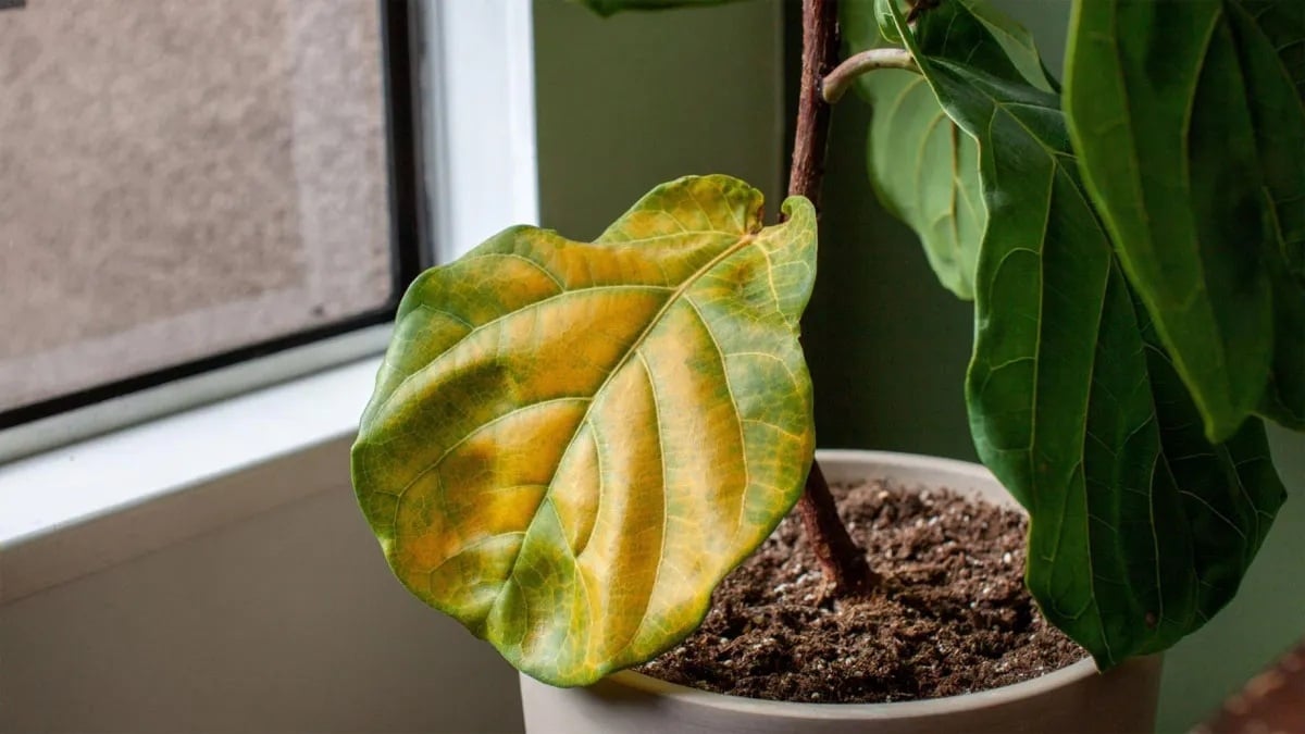 Plantas 3