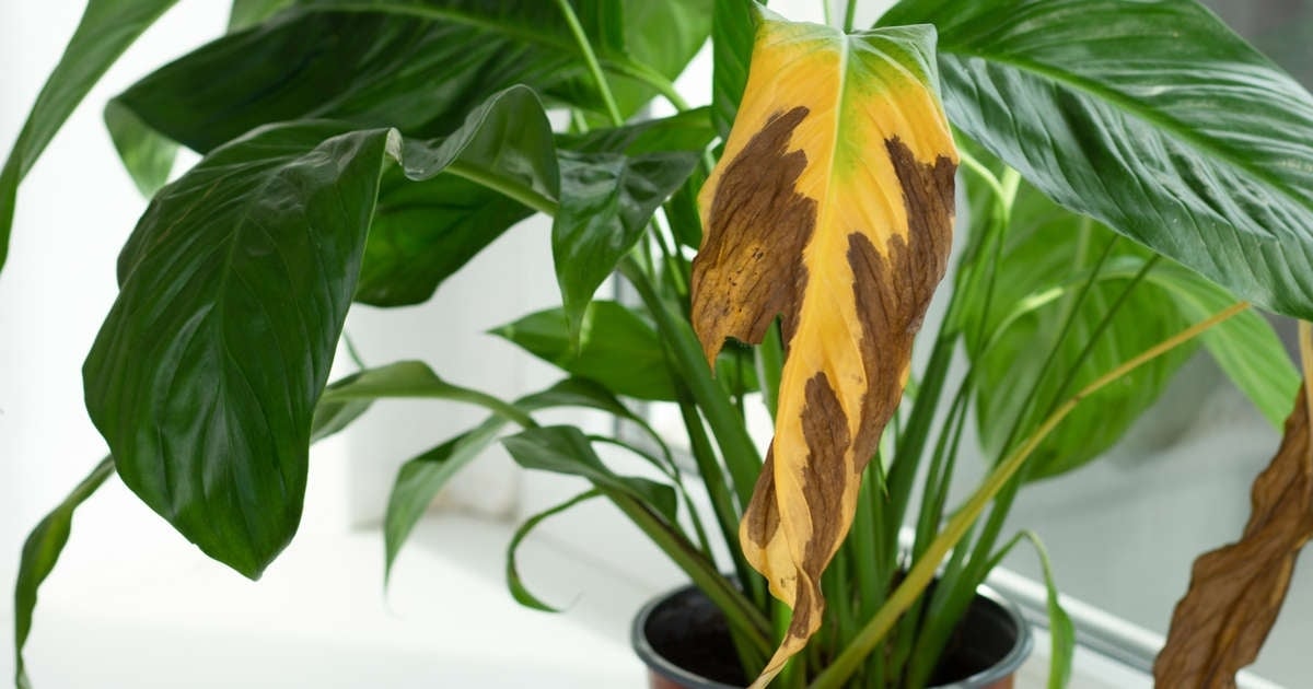 Plantas 4