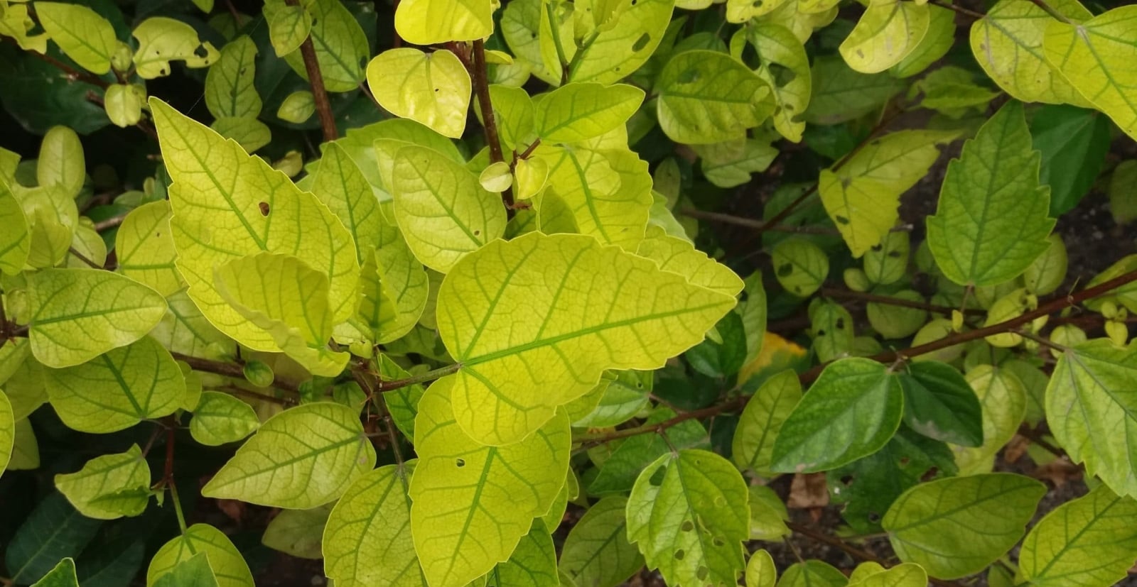 Plantas
