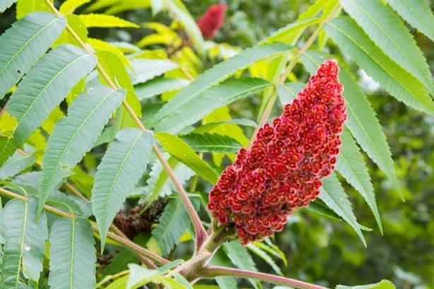 rhus 3