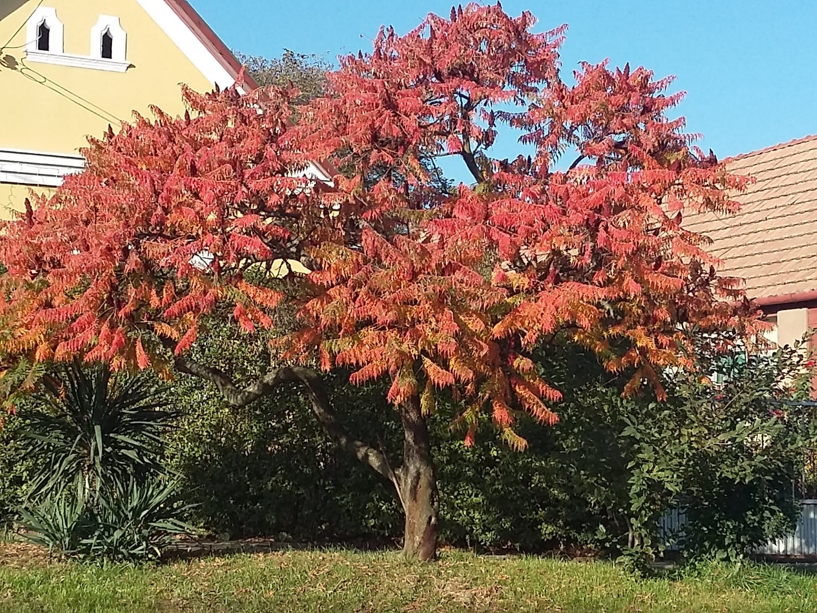 rhus