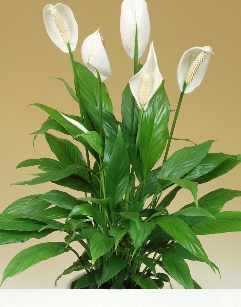 spathiphyllum-