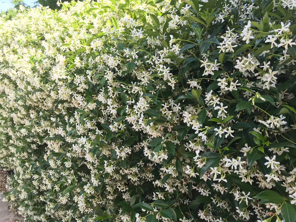 plantas trepadoras 1
