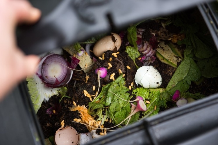 4-consejos-para-eliminar-los-mosquitos-en-tu-compost