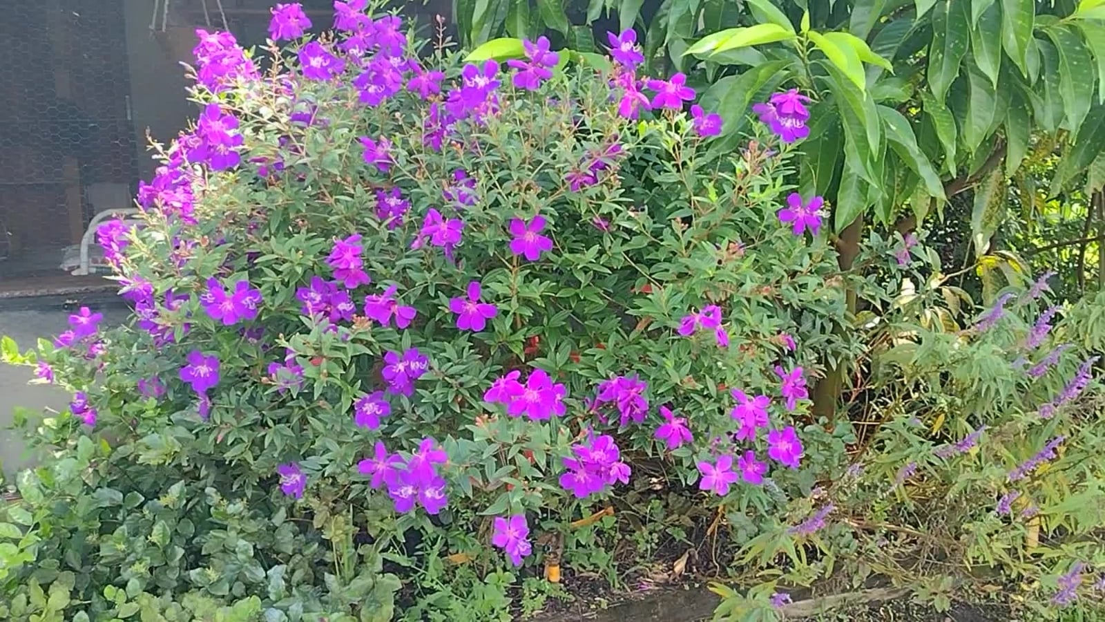 Planta 1