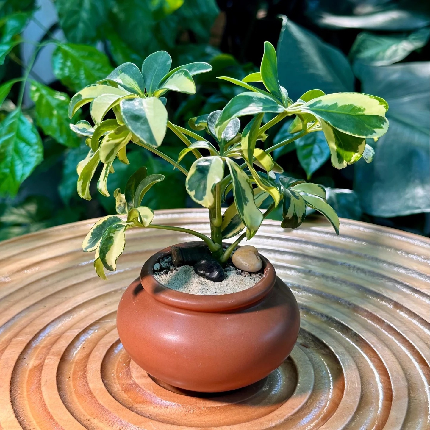 Planta