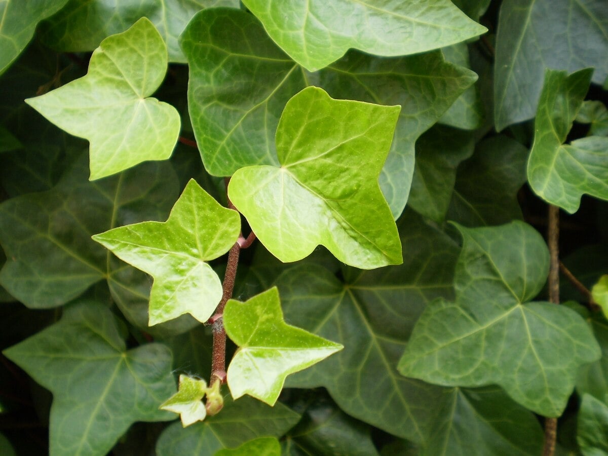 Hojas_de_Hedera_helix