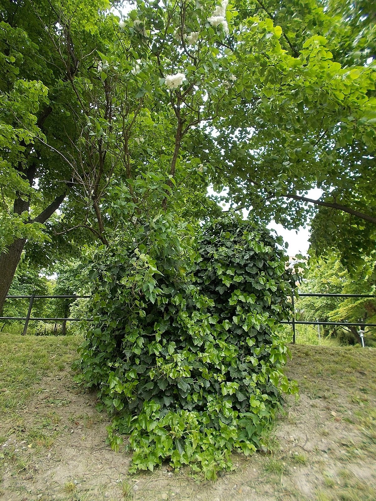 Taban_Park_Botanical_nature_trail._Atlantic_ivy_(Hedera_hibernica)