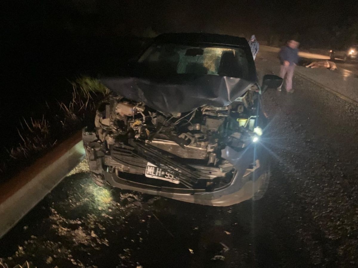 choque animales ruta 40 1