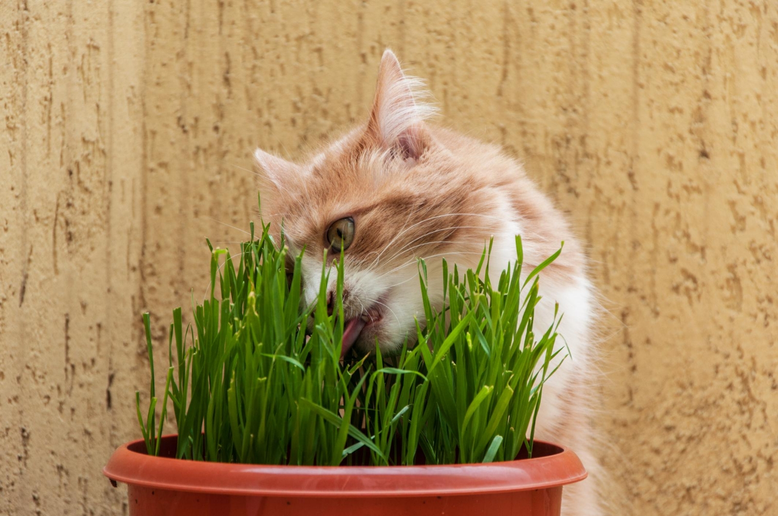 Plantas
