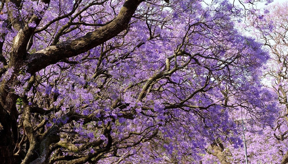 jacaranda-2