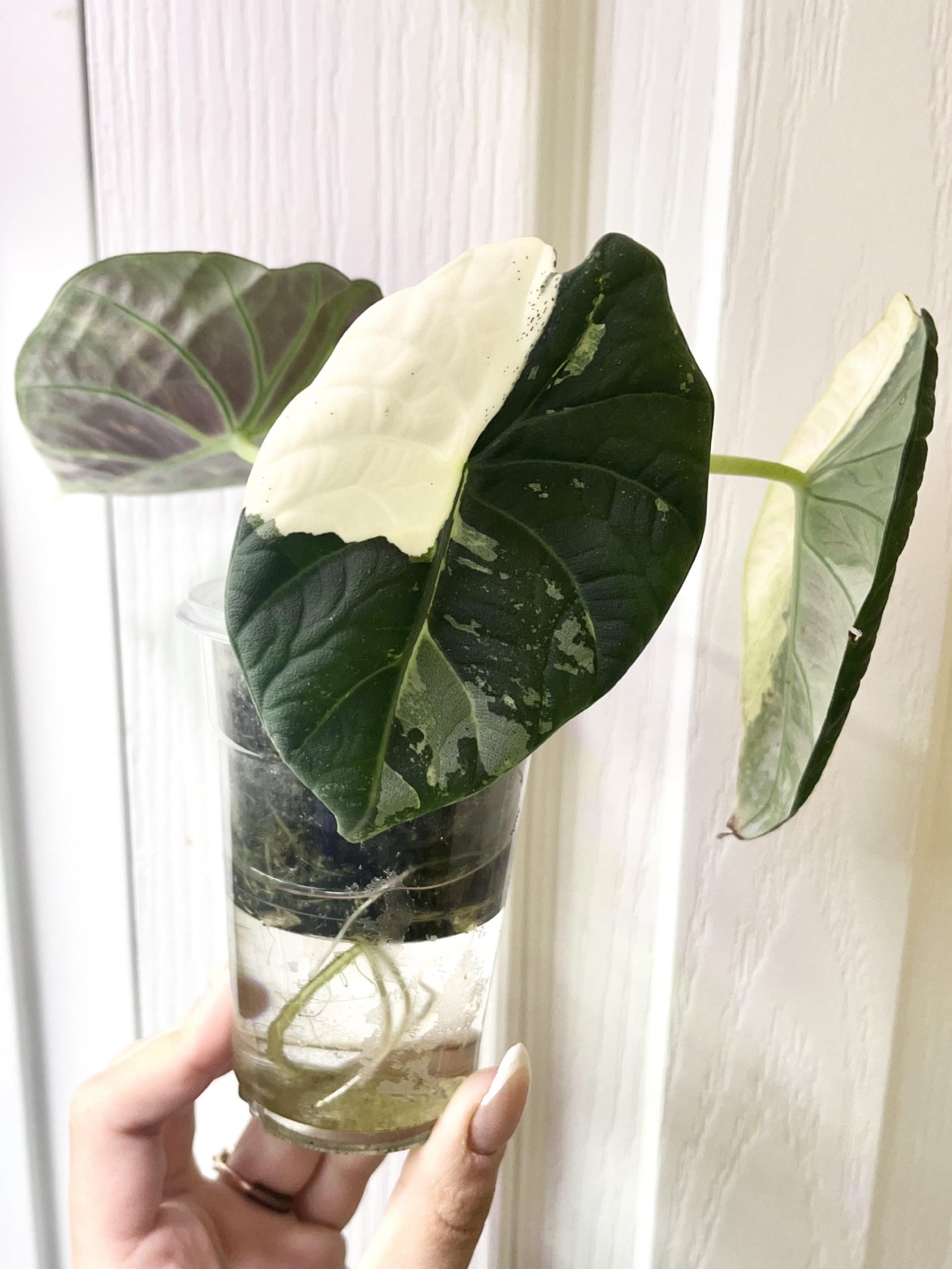 alocasia-roots-growing-into-reservoir-v0-qk538qeu8xcc1