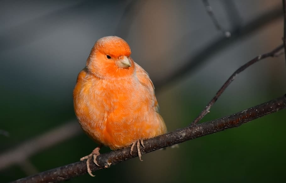 red-factor-canary-bird-nature-canary