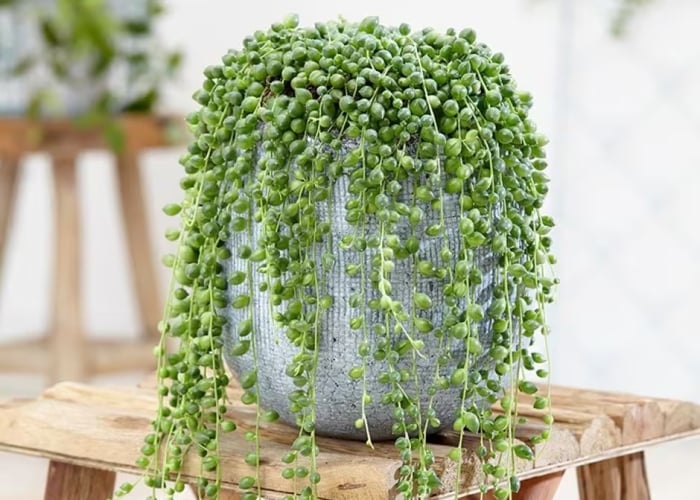 Senecio-Rowleyanus