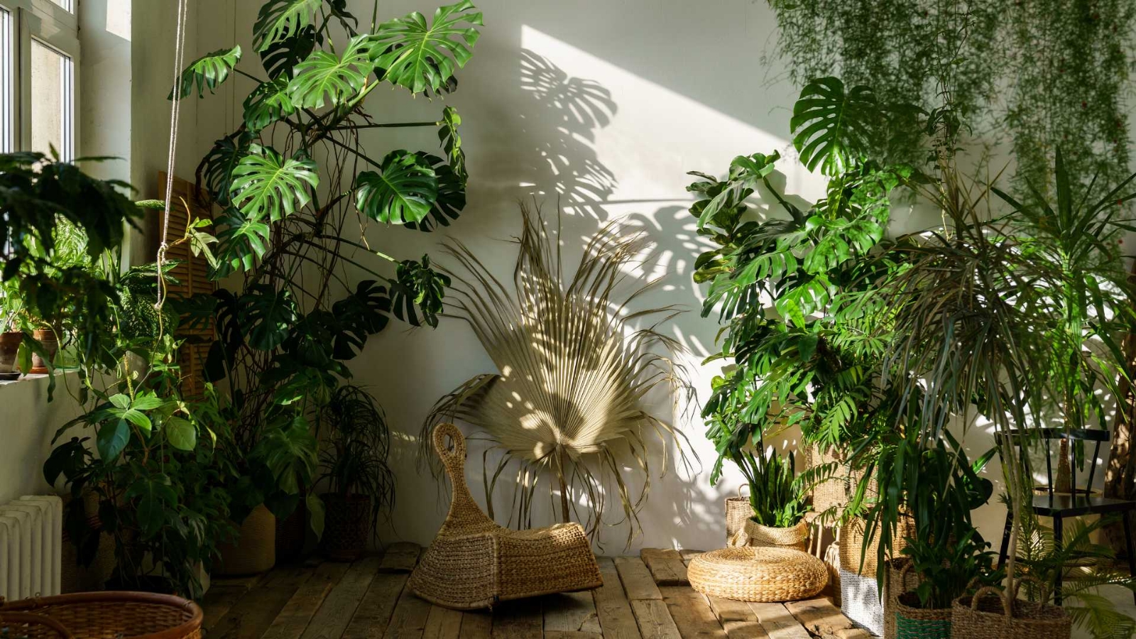plantas muebles