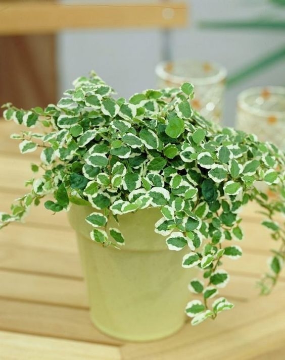 ficus rastrero fuente my garden
