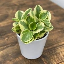 peperomia fuente my garden