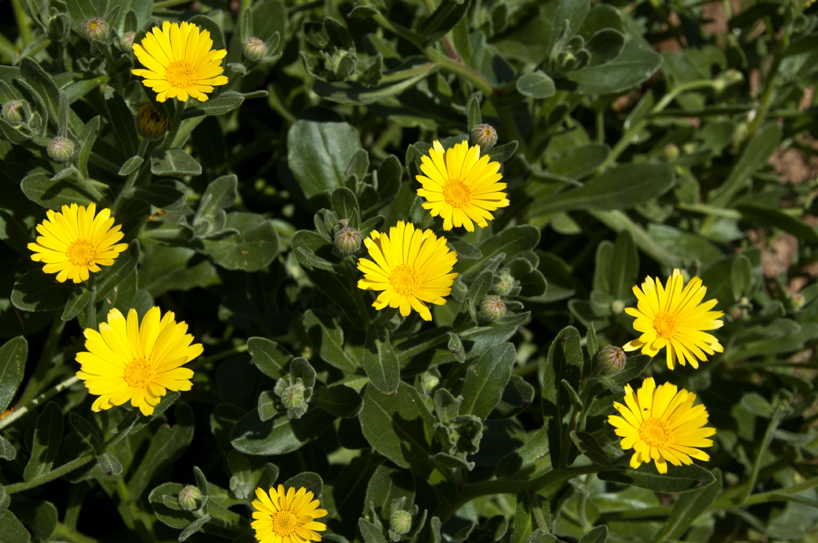 Calendula_maritima_0030