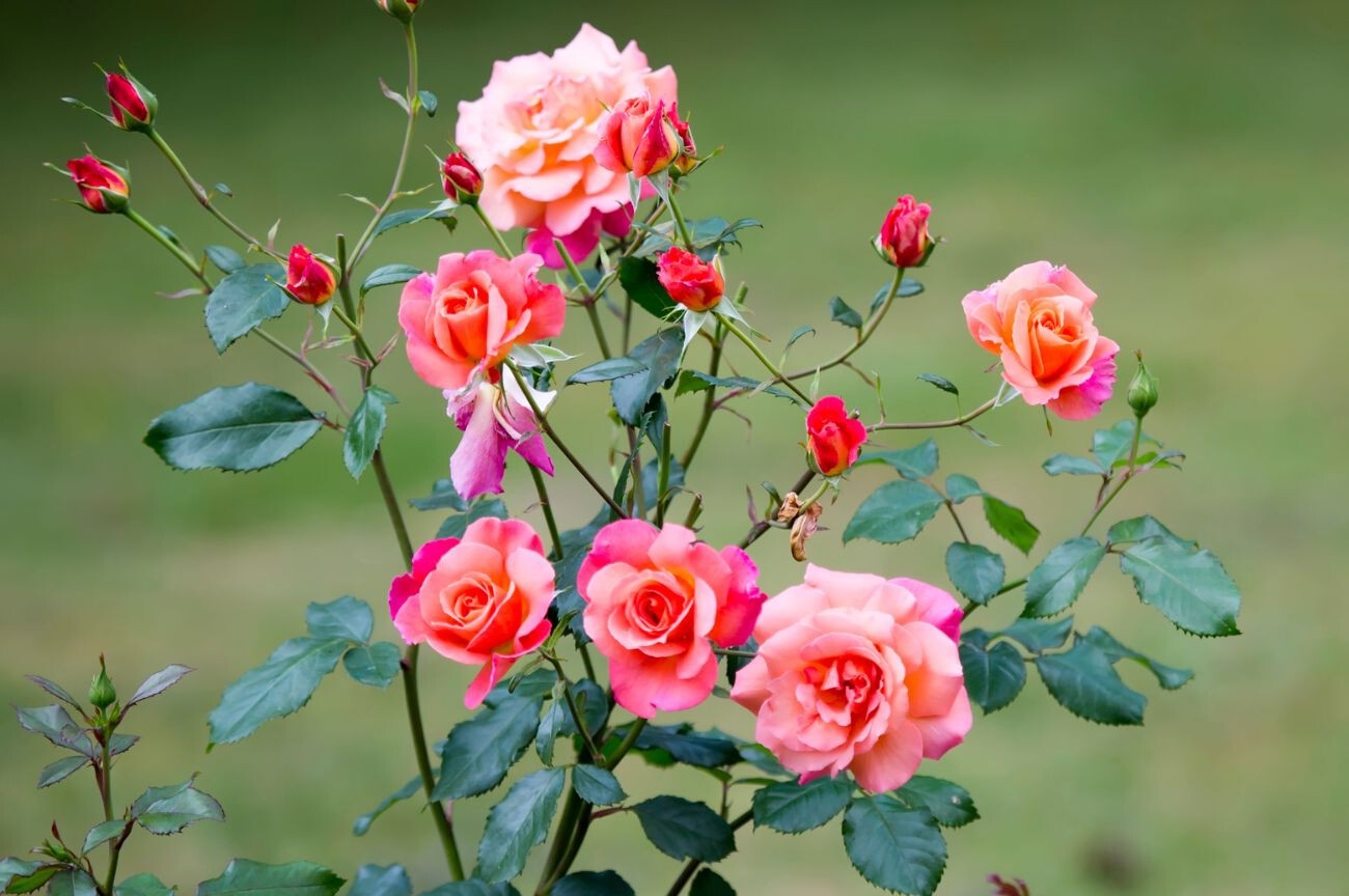 plantas 2 fuente Decoesfera - Trendencias