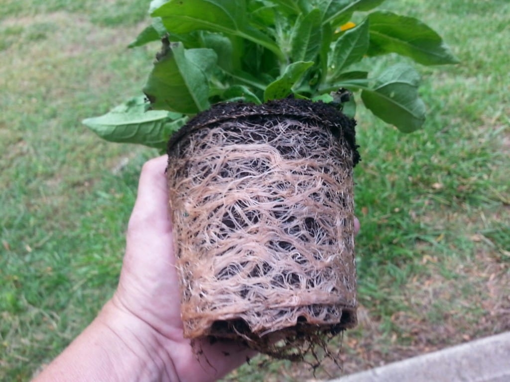 Pot-Bound-plants-2